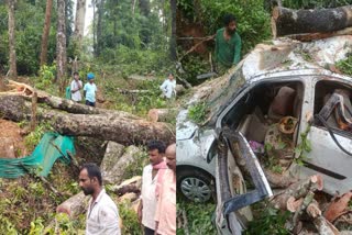 ಭಾರಿ ಮಳೆ–ಗಾಳಿಗೆ ಮರ ಬಿದ್ದು ಮಹಿಳೆ ಸಾವು, ಕಾರು ಜಖಂ