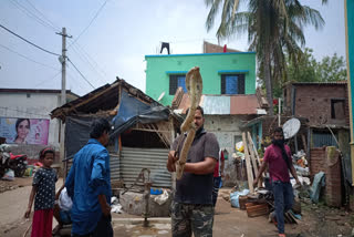 Cobra rescue in Pakur