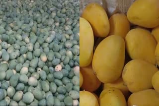 USE OF CHEMICAL TO RIPEN MANGOES