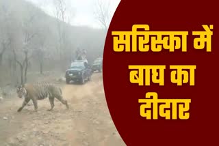 सरिस्का में बाघ का दीदार