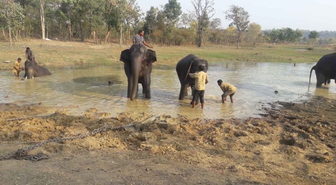 elephants