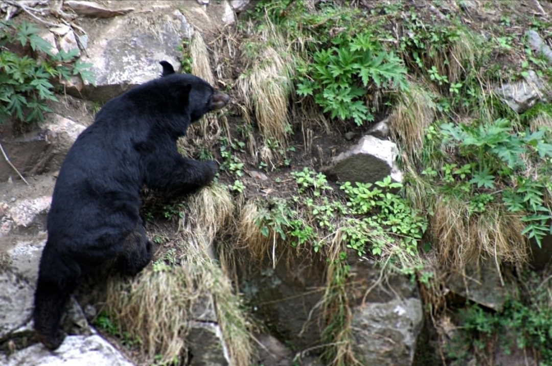 Great Himalayan National Park kullu