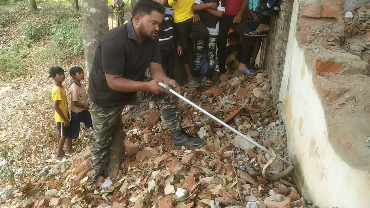 Cobra rescue in Pakur