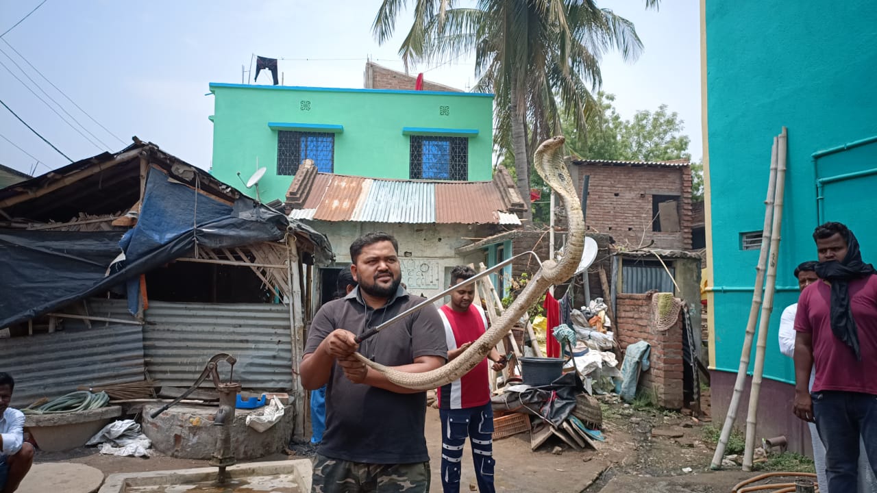 Cobra rescue in Pakur