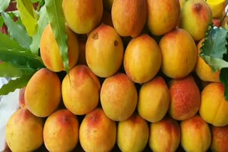 Haldwani peach fruit production