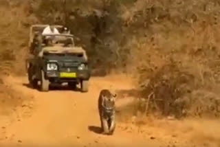 Tigers and tourists in Ranthambore