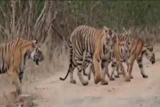 Bandhavgarh Tiger Reserve video