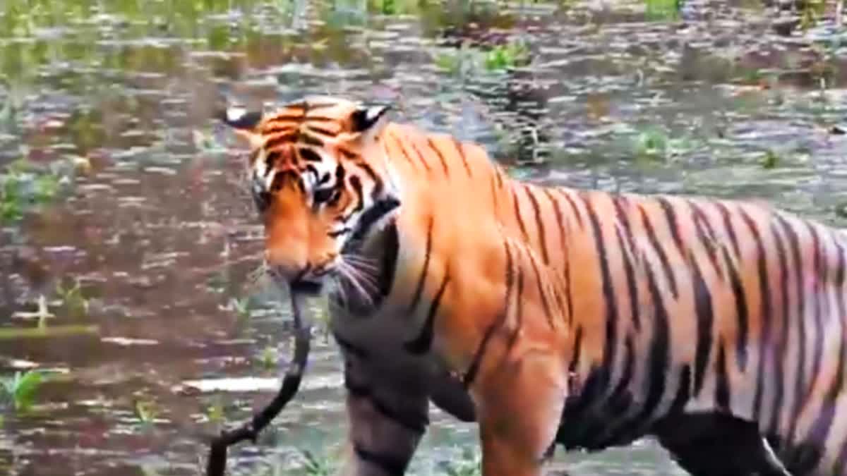 KANHA NATIONAL PARK VIDEO