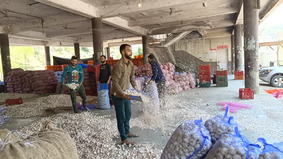 Garlic Price Decrease in Solan vegetable market