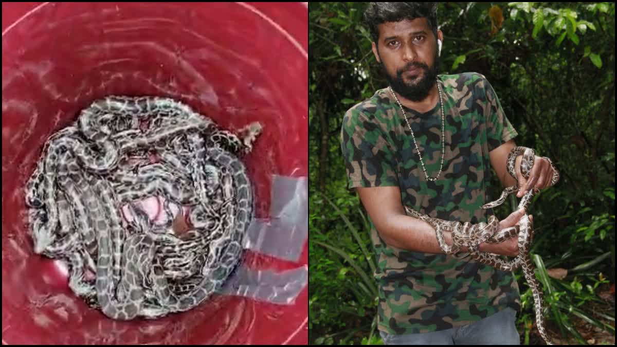 Snake Tejas rescued more than 25 pythons