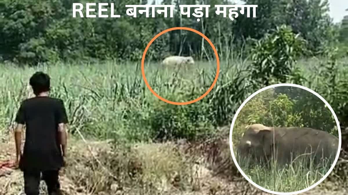 बिजनौर में वीडियो बनाते समय जंगली हाथी ने पटका