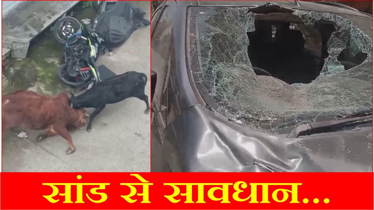 Bull jumped on a moving car broke the glass and entered inside in Panipat of Haryana