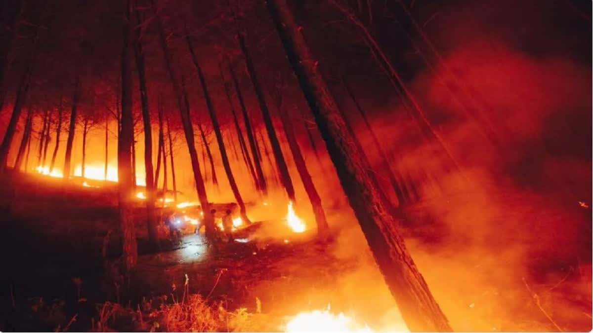 ALMORA FOREST FIRE