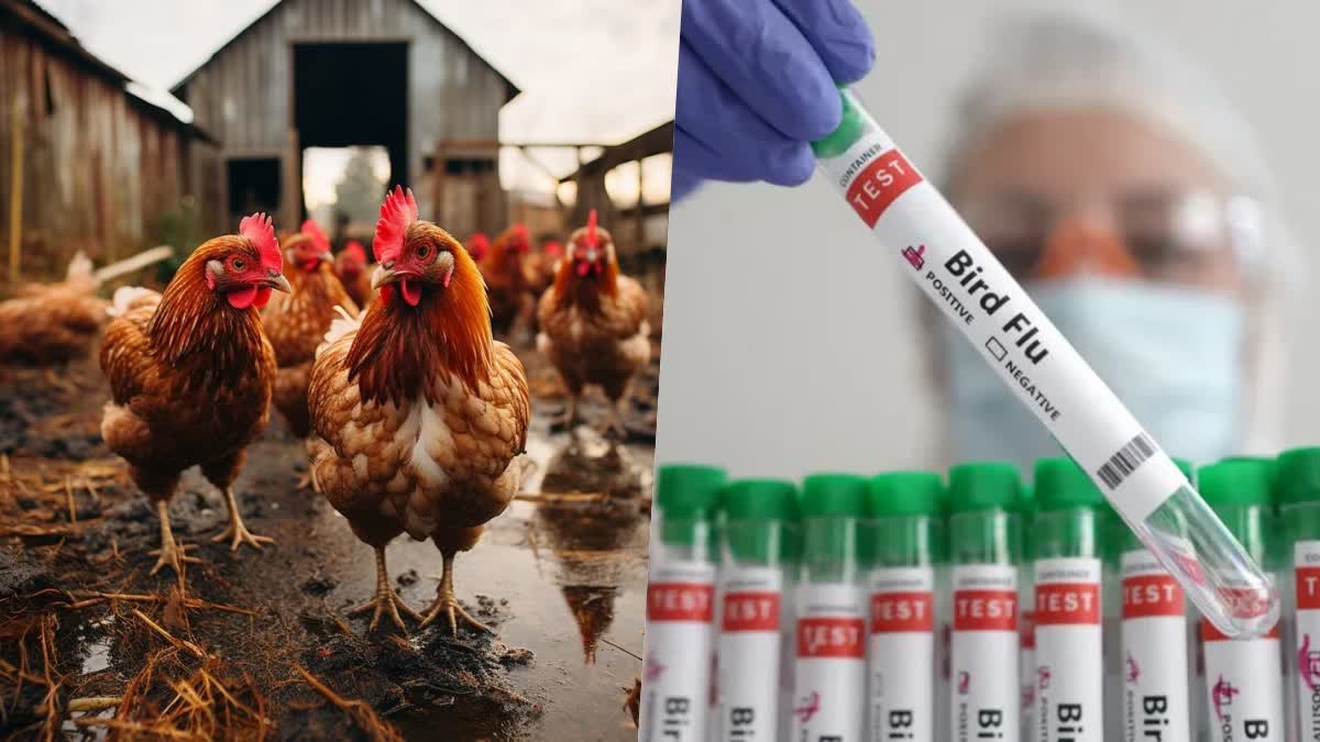 Bird Flu Scare