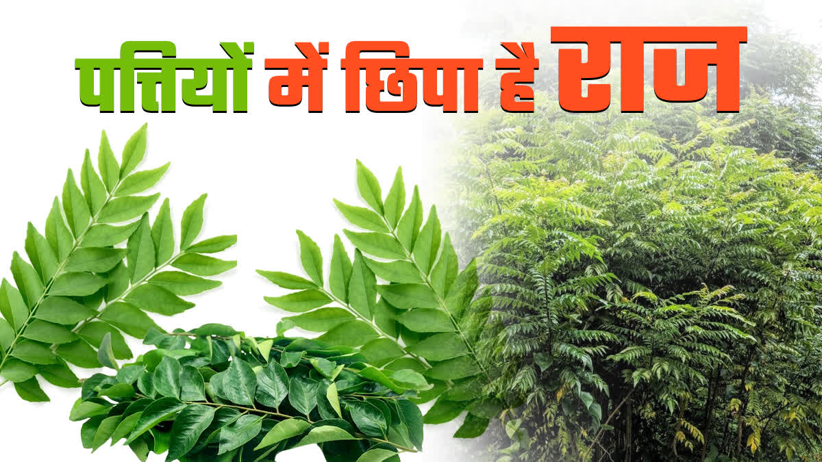 HEALTH BENEFITS OF MEETHA NEEM