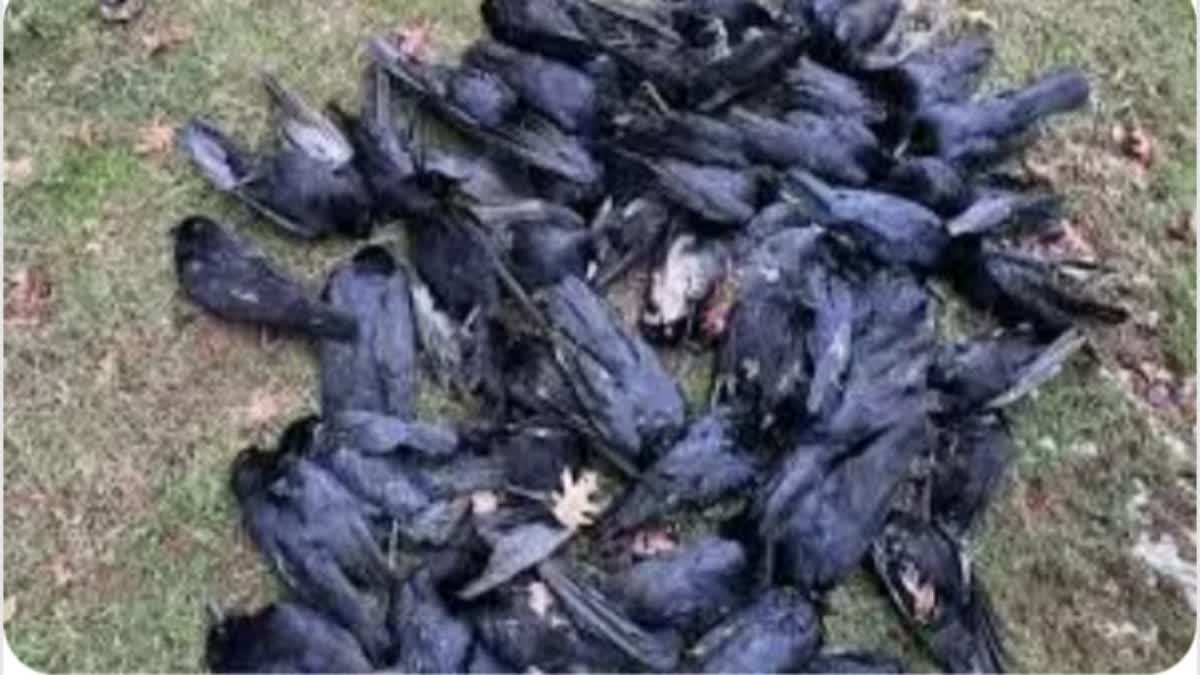 FLU IN CROWS  AVIAN FLU IN CROWS IN ALAPPUZHA  ഭോപ്പാൽ ലാബിലെ പരിശോധന  മുഹമ്മ പഞ്ചായത്ത്