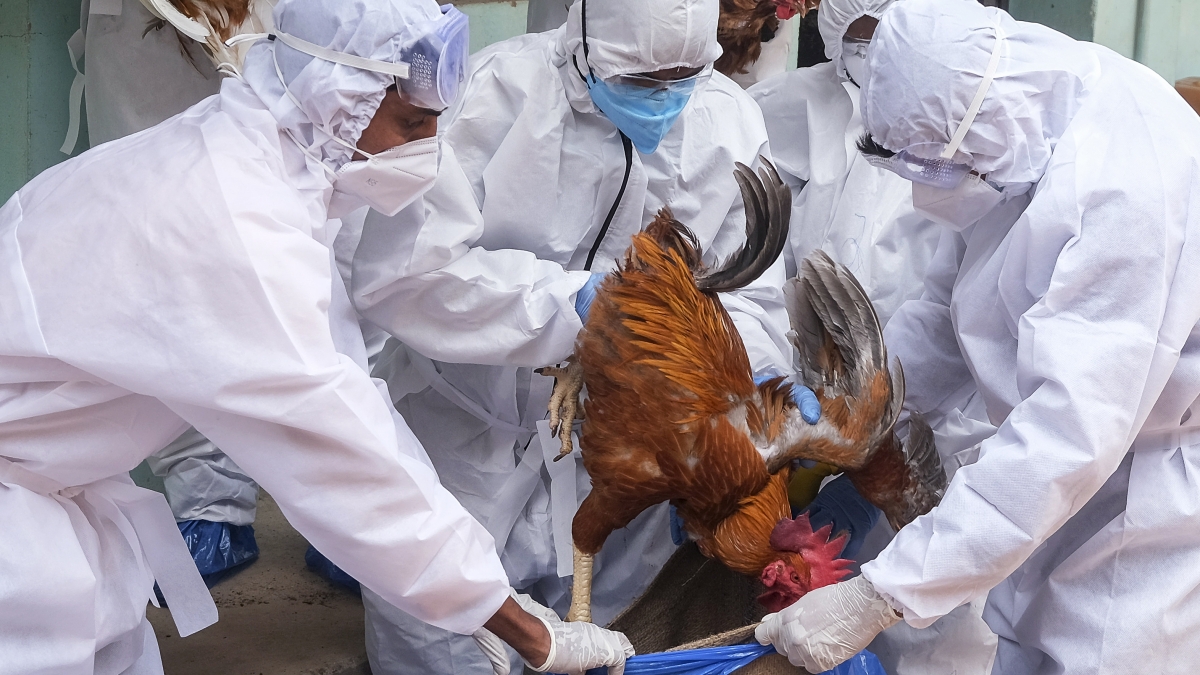 The threat of bird flu increasing in India