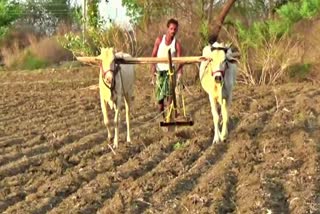 Farmers Started Farming in Kharif Season