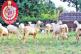 ED Focus on Sheep Distribution Scam