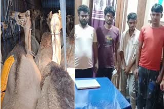 Cattle Smugglers Arrested In Gopalganj