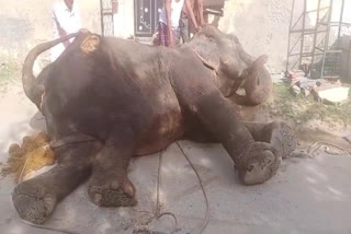 Elephant Death In Hathi Goan