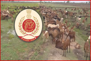 ED Inquiry On Sheep Scam in Telangana