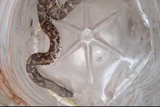 SNAKE FOUND ON SHIPRA RIVER GHAT