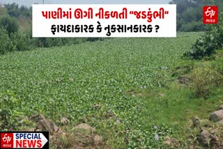 જડકુંભીના પાન 15 થી 20 સે.મી જેટલા લાંબા હોય છે.