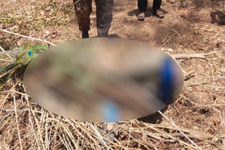 Hunters shot dead national bird peacock