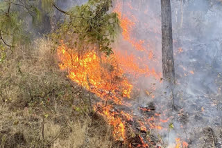 A tragic incident occurred in the Almora district of Uttarakhand on Thursday where a major fire broke out in the Binsar Wildlife Sanctuary area.