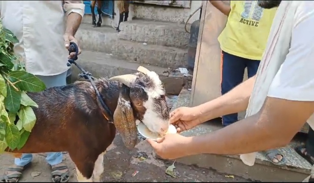 Burhanpur Tea Lover Goat