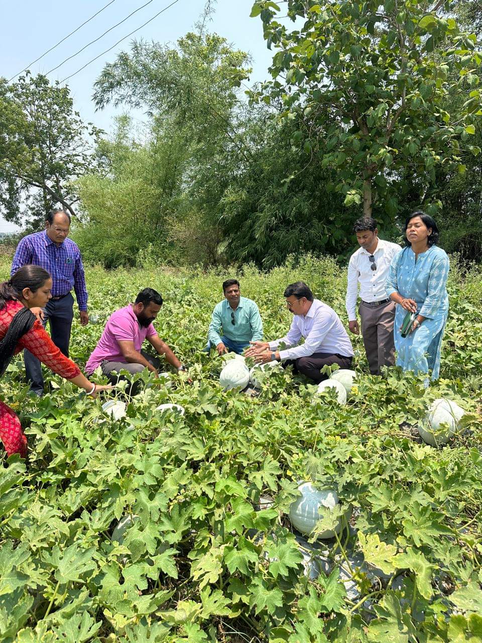 chhindwara kumhra farming
