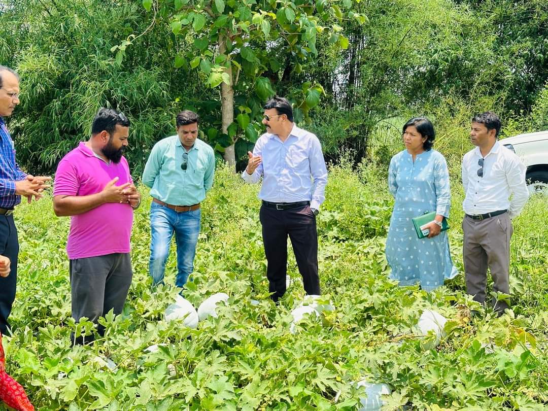 farmers earning from White Pumpkin