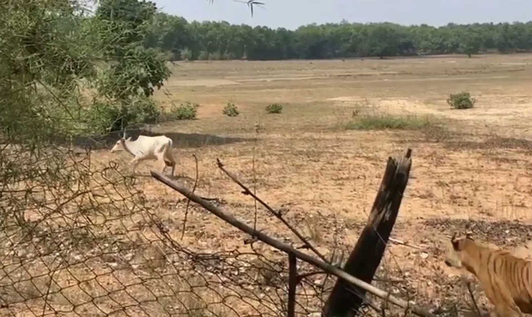 BANDHAVGARH TIGER RESERVE