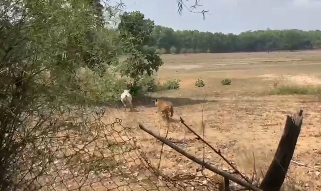 TIGER HUNTING VIDEO IN UMARIA