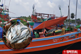 SEASON OF HILSA