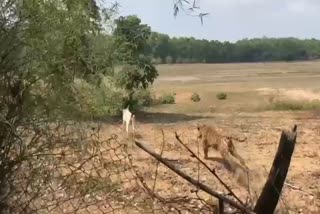 UMARIA BANDHAVGARH TIGER HUNT COW