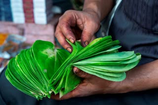 BETEL LEAF PAAN BENEFITS