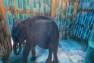 தாயை பிரிந்து தவிக்கும் குட்டி யானை
