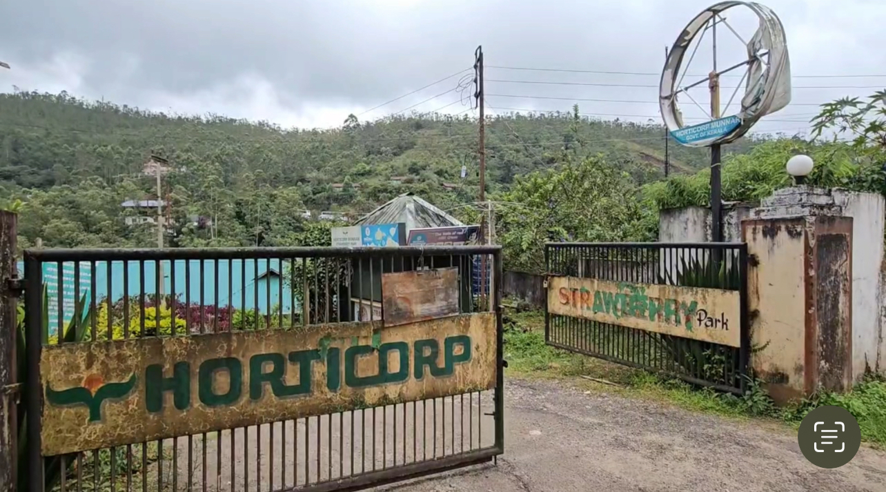 Strawberry Park, Munnar, Strawberry