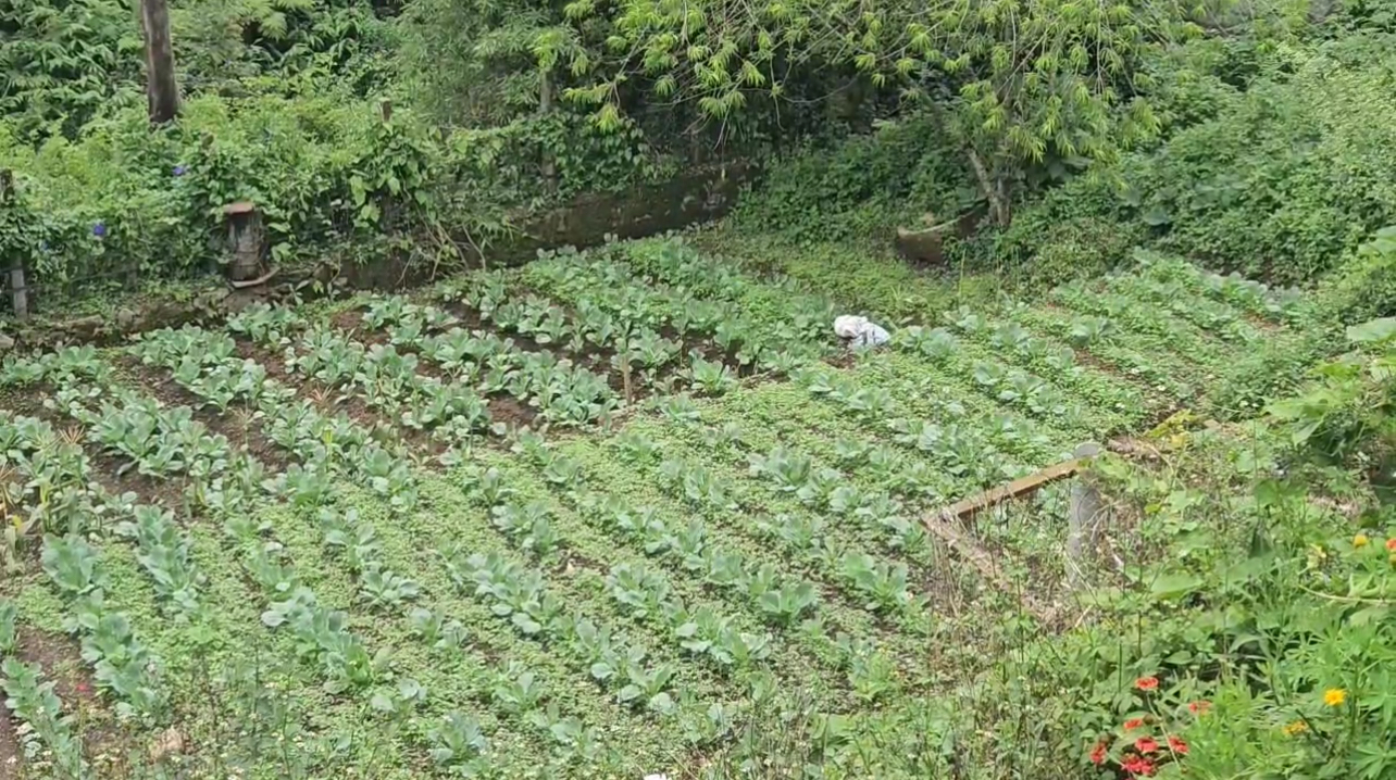 Strawberry Park, Munnar, Strawberry