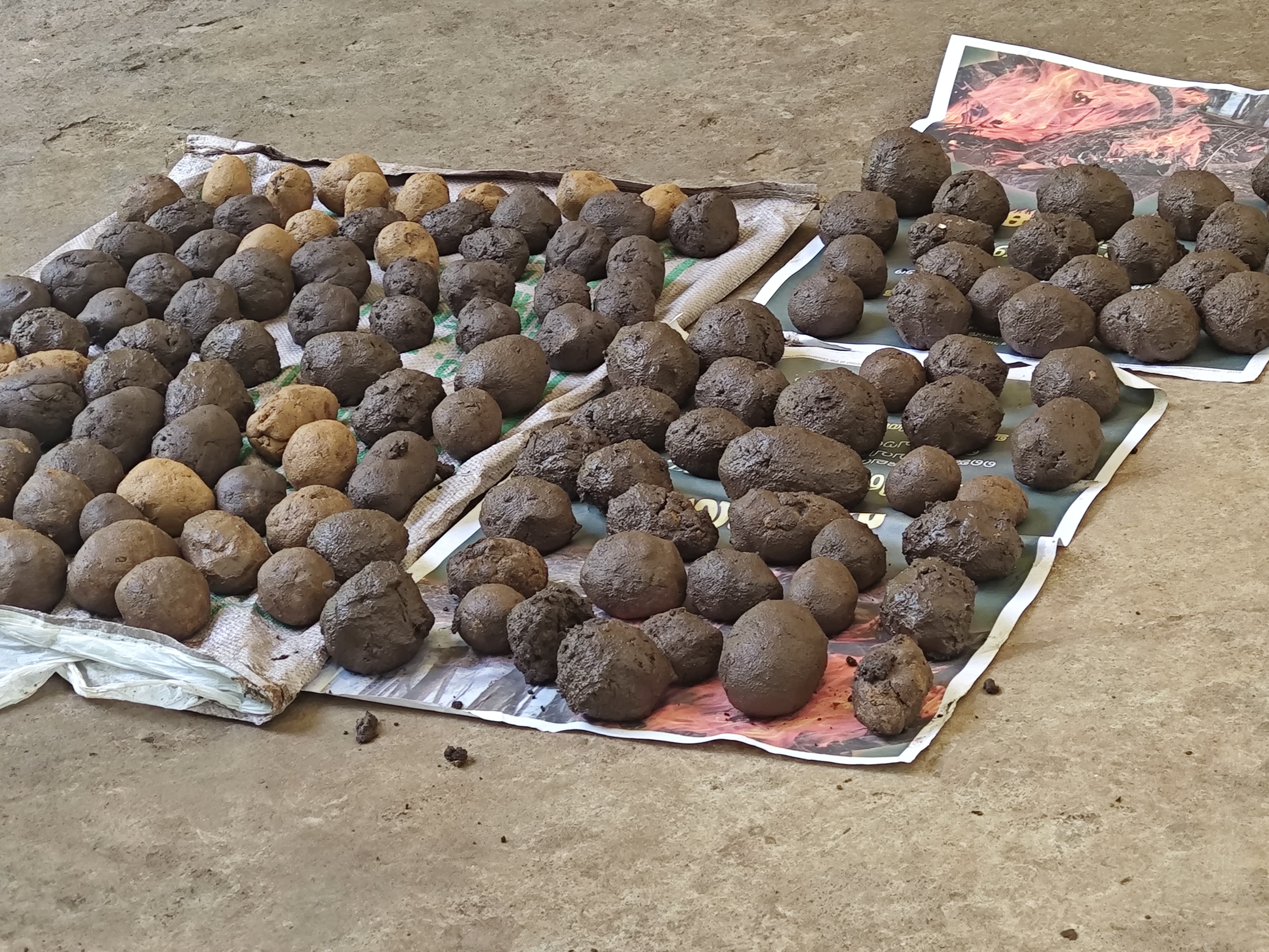 FOREST DEPARTMENT CULTIVATION PROGRAMME