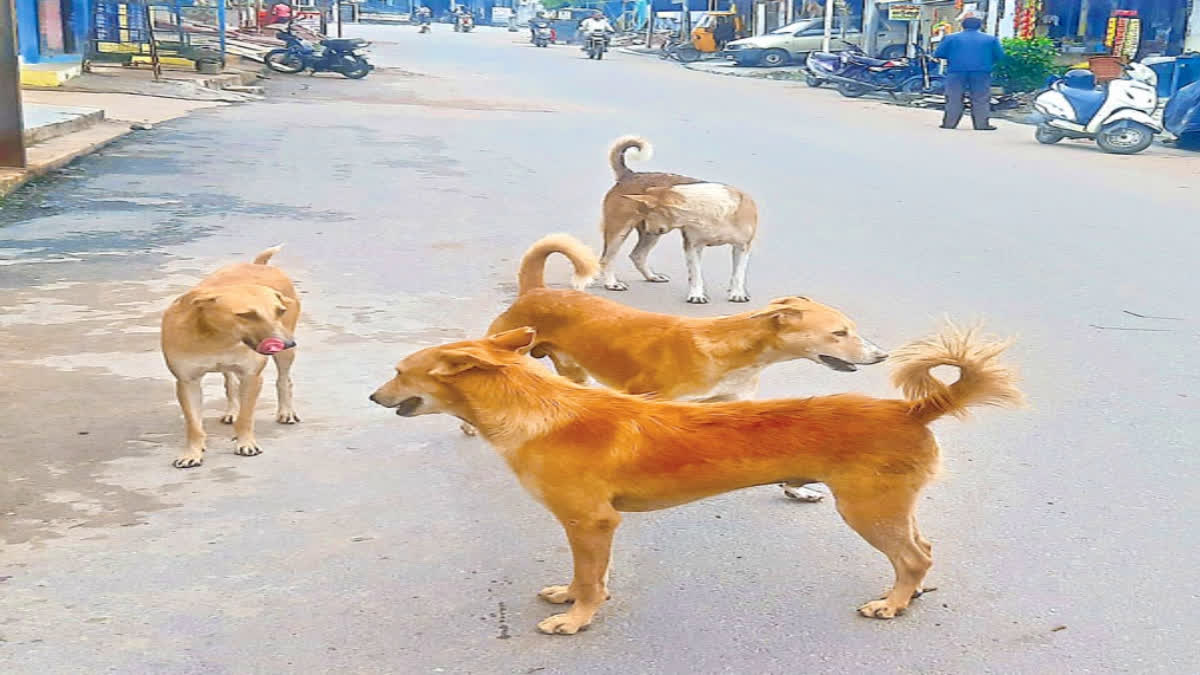 Dog Attacks In Warangal