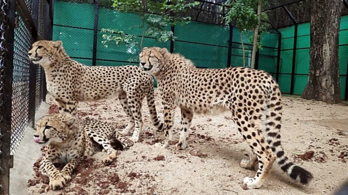 Cheetah deaths at KNP Experts suggest more prominent role for experienced veterinarians