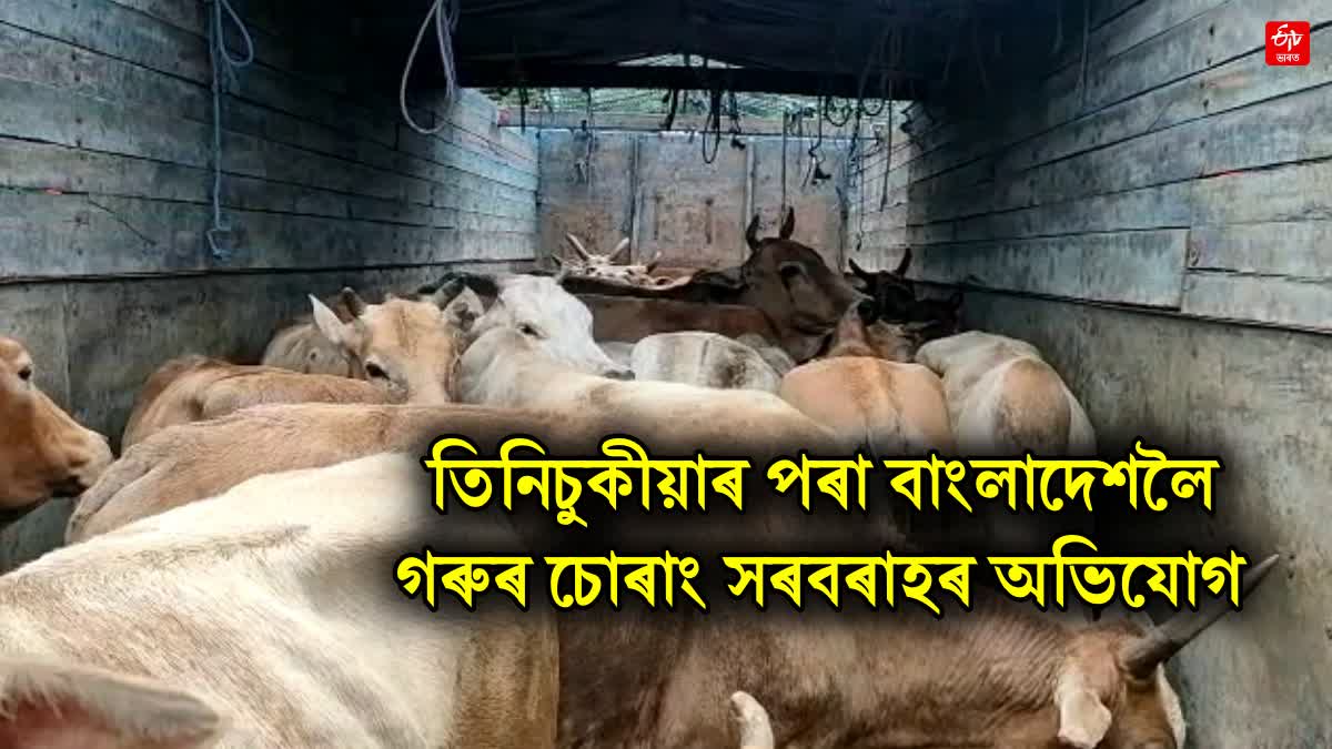 Cattle smuggling to Bangladesh from Tinsukia