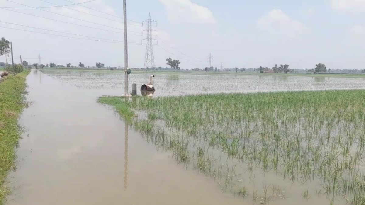 Many villages of Faridkot are under water without rain, hundreds of acres of crops are affected