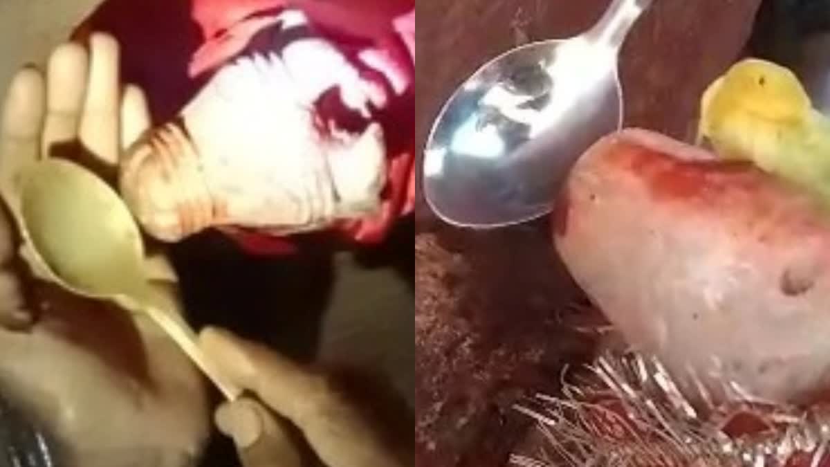 बगहा में नंदी महाराज के जल पीने का वीडियो