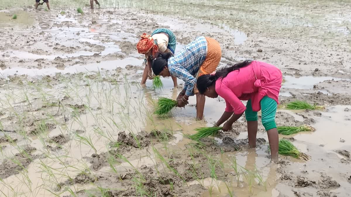 Monsoon report Mahakaushal