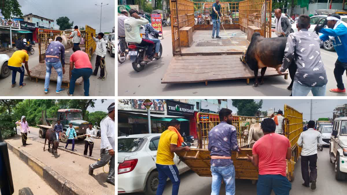 Cattle In Bilaspur