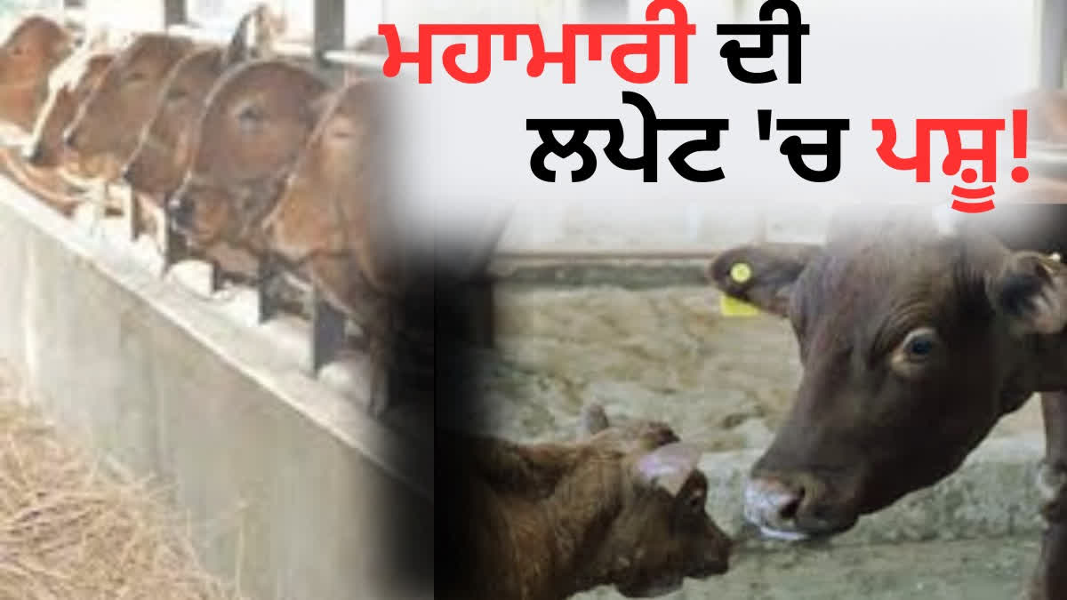 Risk of epidemic spread in the dairy cattle of flood affected areas of Punjab